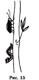 ���. 15