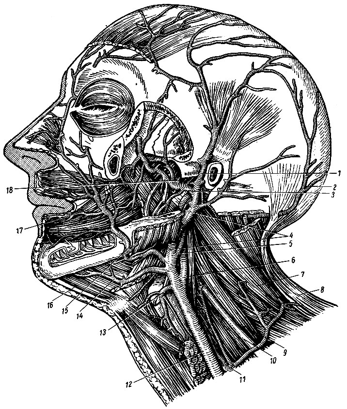 Рис. 158. Ветви наружной сонной артерии. 1 - a. temporalis superficialis; 2, 5 - a. occipitalis; 3 - a. maxillaris; 4 - a. carotis externa; б - a. carotis int.; 7 - мышца, поднимающая лопатку; 8 - трапециевидная мышца; 9 - средняя лестничная мышца; 10 - plexus bracnialis; 11 - truncus thyreocervicalis; 12 - a. carotis communis; 13 - a. thyreoidea superior; 14 - a. lingualis; 15 - a. facialis; 16 - переднее брюшко двубрюшной мышцы; 17 - щечная мышца; 18 - a. meningea media